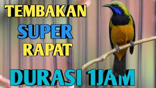 TEMBAKAN CUCAK CUNGKOK SUPER RAPAT DURASI 1JAM