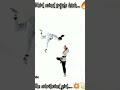 Whirlwind Girl Triple Kick Shorts Yangyang Hubingqing Whirlwindgirl Viral 
