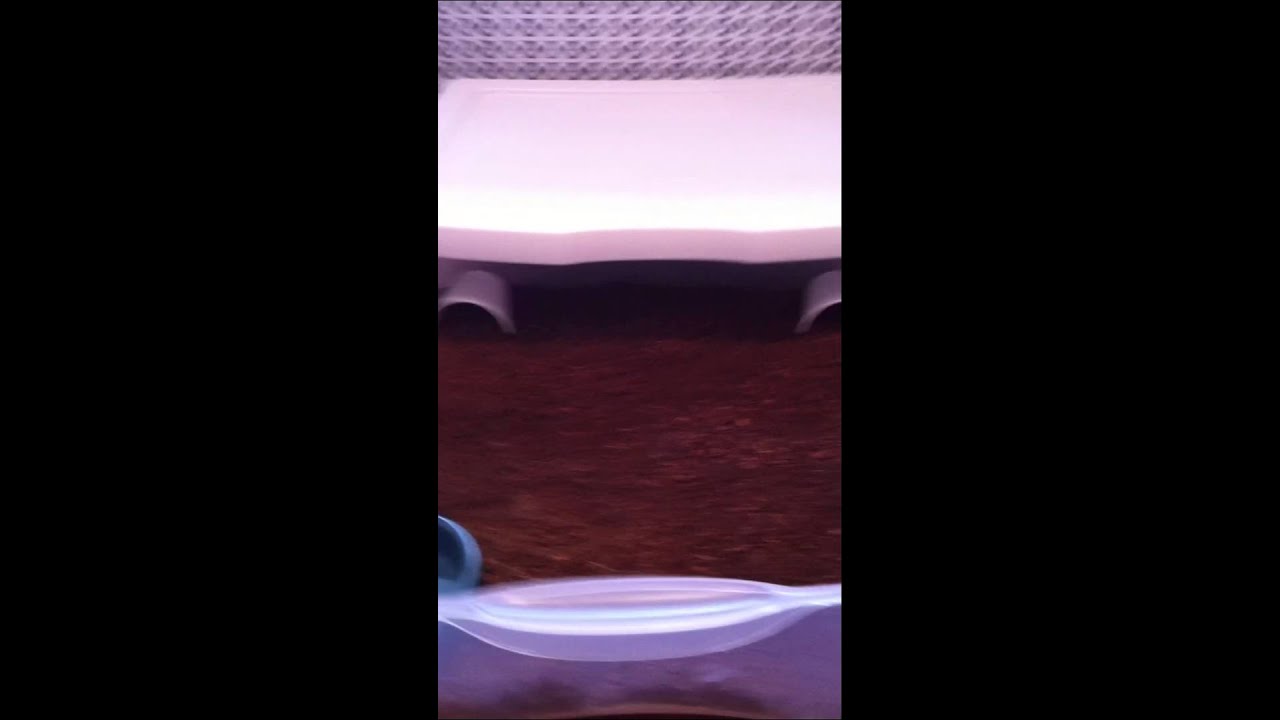 camera iphone 8 plus apk Baby Toadlet setup