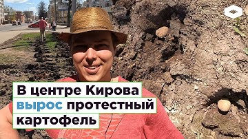 В центре Кирова вырос «протестный» картофель