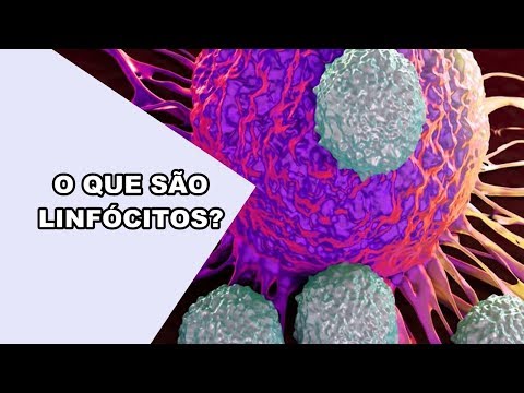 Vídeo: Onde são produzidos os linfócitos indiferenciados?