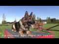 Kraftwerk K9 demos obedience and agility with a trained male German Shepherd for sale Kraftwerk K9 demos obedience and agility with a trained male German Shepherd for sale