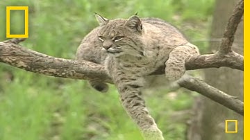 Bring on the Bobcats  | National Geographic