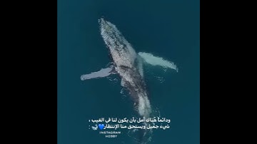 القارئ إسلام صبحي || وذا النون حالات واتس قرآن