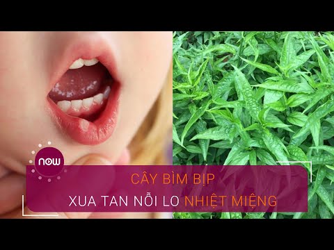 Video: Mimosa (57 ảnh): Hoa Hay Cây? Nó Trông Như Thế Nào? Mô Tả Về Mai Dương Vườn, Bìm Bịp Và Các Loại Khác. Nó Mọc ở đâu?