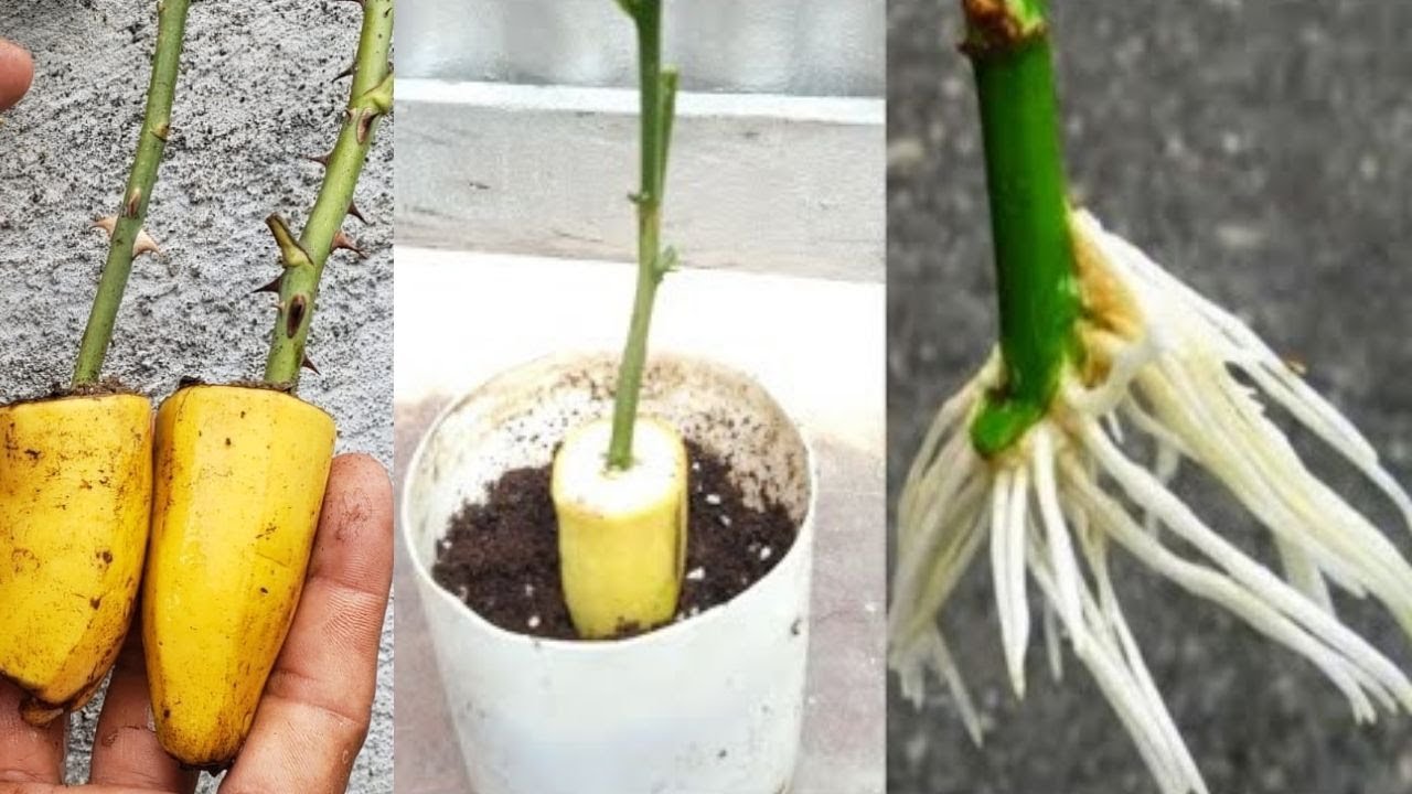Reproducir Rosales con Banano Muchas Raíces en tus Esquejes de Rosas