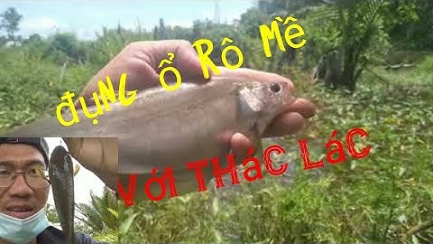 câu cá rô đồng ở cái mương rau muống trúng đậm ổ cá thác lác,cá rô mề Trung Miền Tây T22