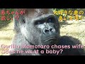 モモタロウは、大好きな妻ゲンキを追いかけて体の臭い嗅ぐ♪彼は、子供が欲しいのかも♪