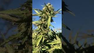 420 garden