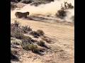 Can the Rabbit Outrun a 120 MPH Cheetah? 🐆💨 #WildlifeAttack #NatureSpeed #JungleLaw