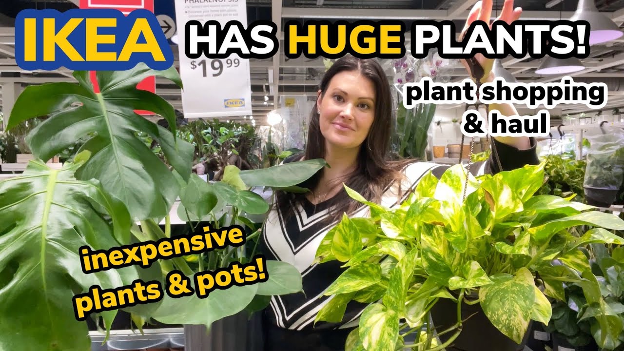 IKEA Has HUGE Plants In Stock! Big Box Houseplant Shopping & Haul - Indoor Houseplant Shop With Me