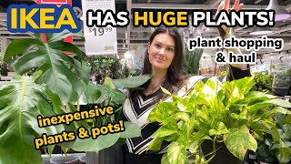 IKEA Has HUGE Plants In Stock! Big Box Houseplant Shopping & Haul - Indoor Houseplant Shop With Me