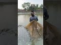 Watch What Happens When He Pulls The Net!#net #nature
