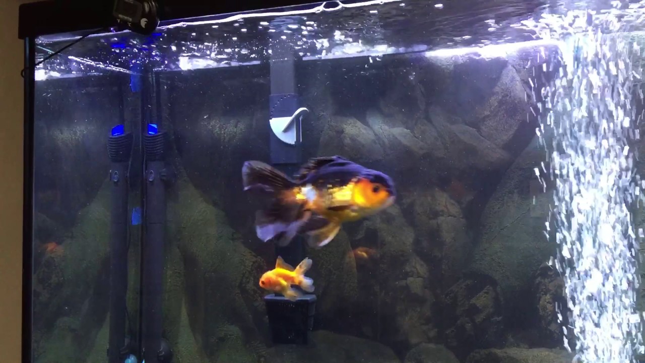 Orandas from Coast Gem USA! YouTube