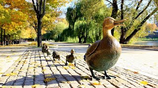 Москва.Утки в Парке Дружбы.Moscow.Ducks in the Friendship Park.
