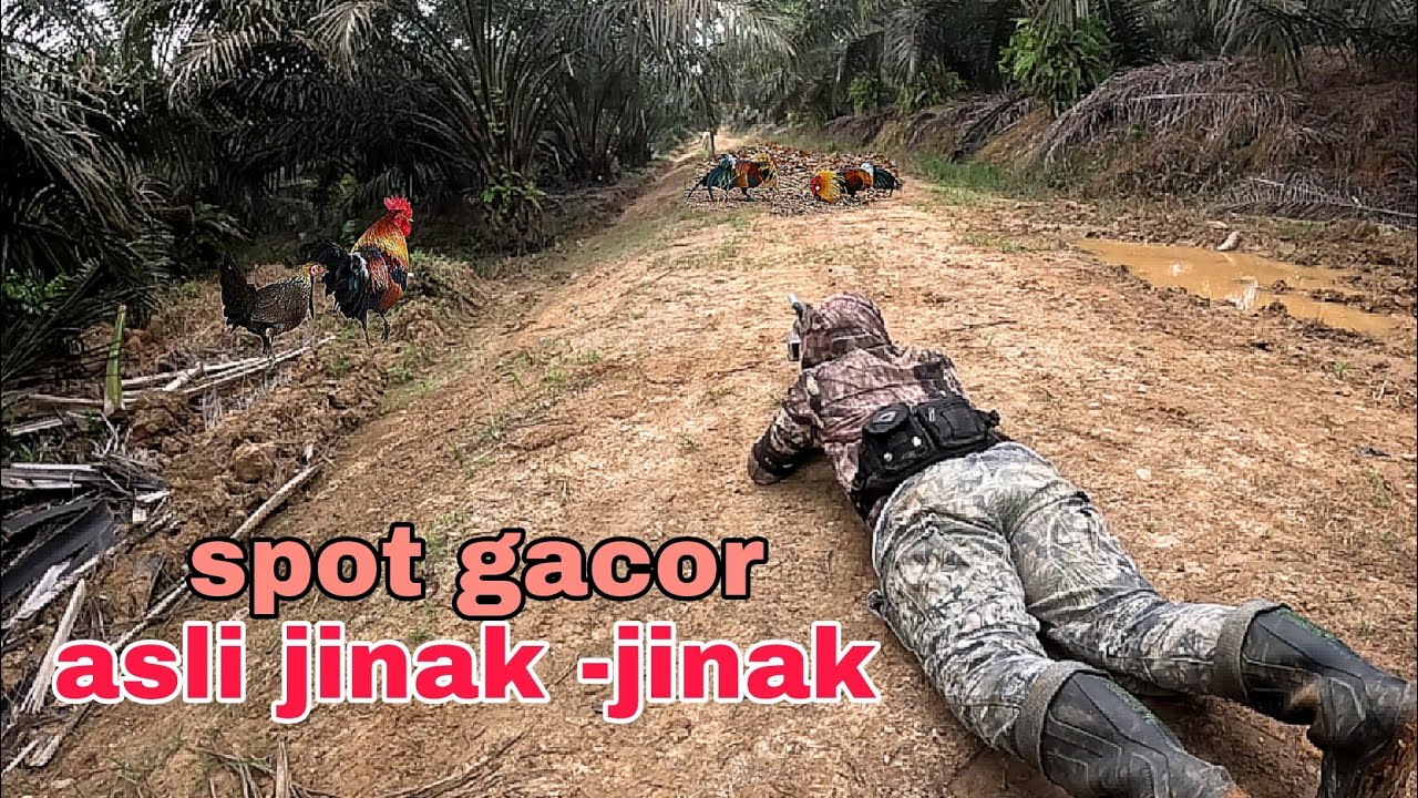 Full poin‼️ Berburu Spot gacor ayam hutan nya jinak -jinak