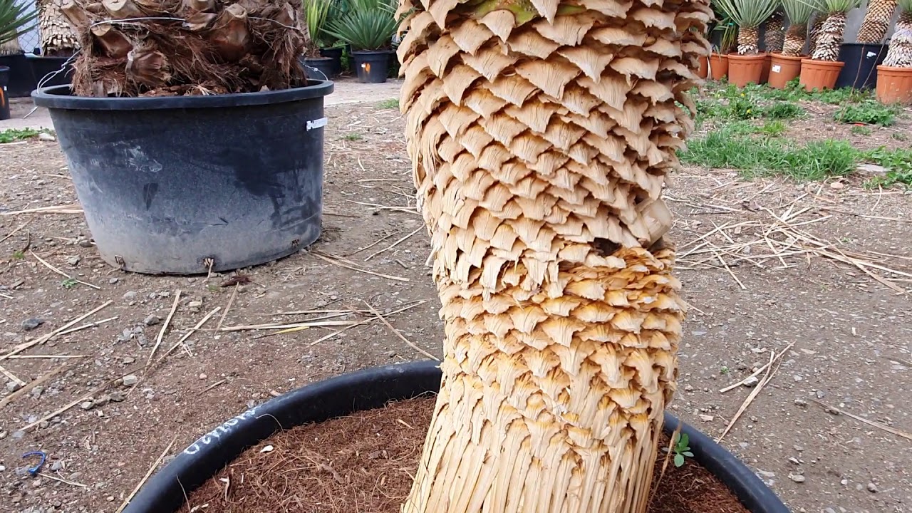 BestpalmTV. Yucca hidra rostrata x thompsoniana -22C 💪