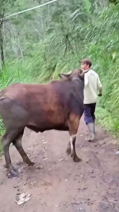 sapi ganteng #shorts