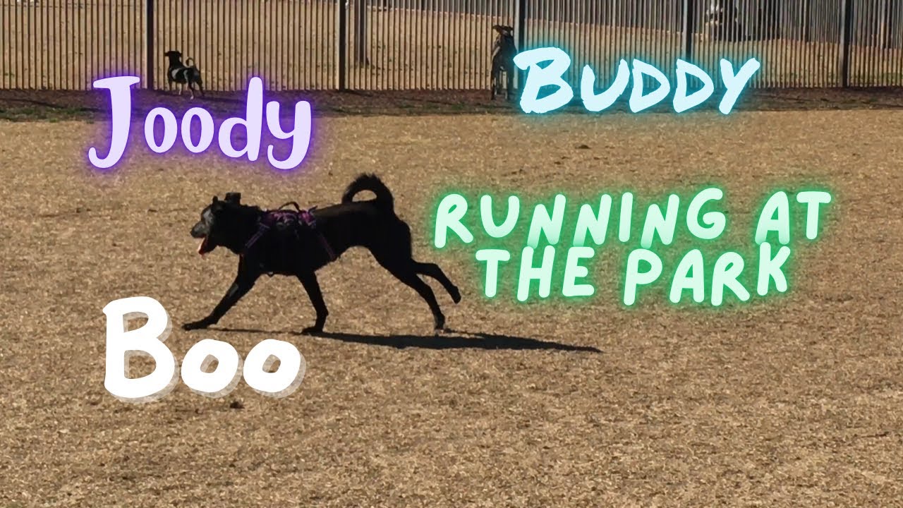 Joody, Buddy, and Boo Running at the Park - YouTube