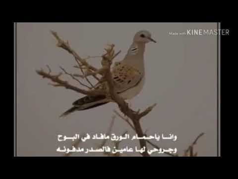 انا يا حمام الورق مافاد في البوح وجروحي لها عامين في الصدر مدفونه