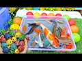 Unboxing Ikan Cupang Warna Warni, Ikan Guppy, Ikan Hias, Lele, Koki, Koi, Glofish, kura kura brazil🐠