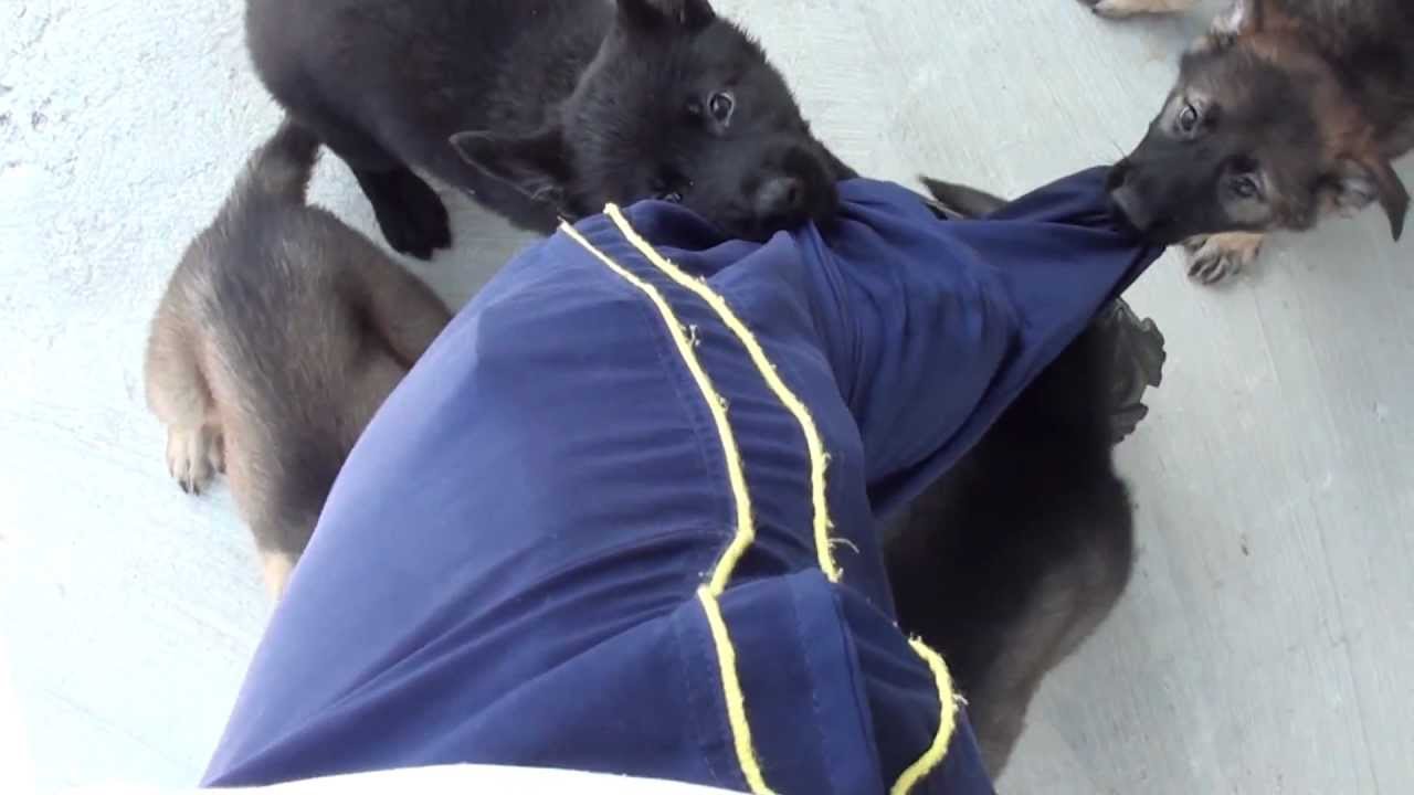 CAIO WORK DOG'S - Ninhada HAIKA E MIKE schutzhund commands