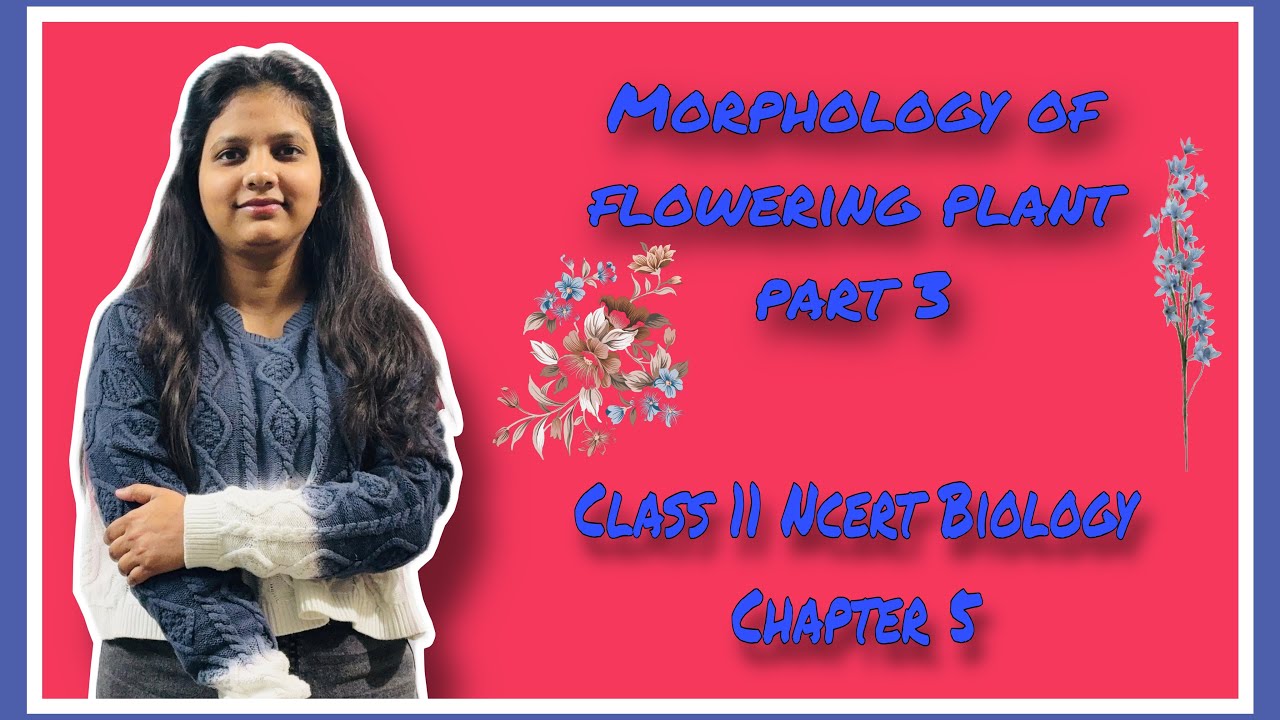 Morphology Of Flowering Plants Part-3 Class 11 Ncert Chapter 5 Biology 