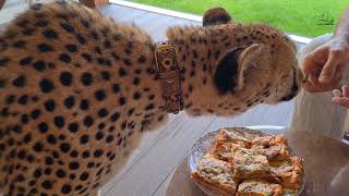 Cheetah Gerda tasted pizza!