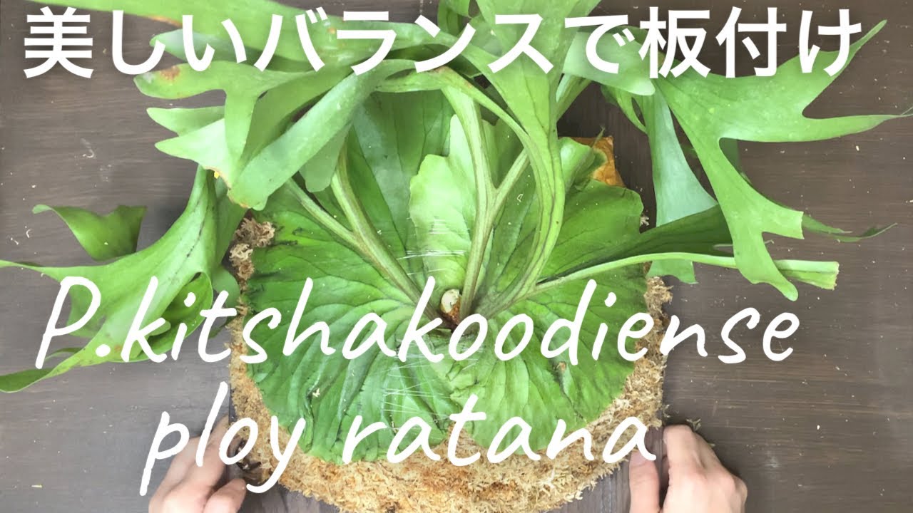 ビカクシダキチャクッティネスプロイラターナ美しいバランスで板付け 