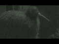 キーウィの鳴き声 (天王寺動物園) 2017年11月3日