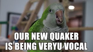 Our New Quaker Parrot is Being Very Vocal! Quaker Parrot Sounds