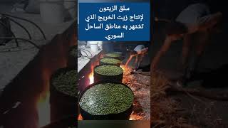 سلق الزيتون لإنتاج زيت الخريج الذي تشتهر به مناطق الساحل السوري.