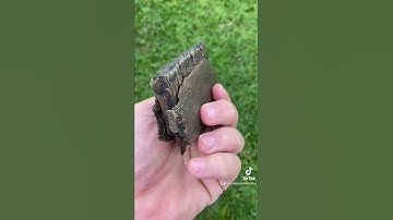 Ice Age Fossilized Horse Jaw!