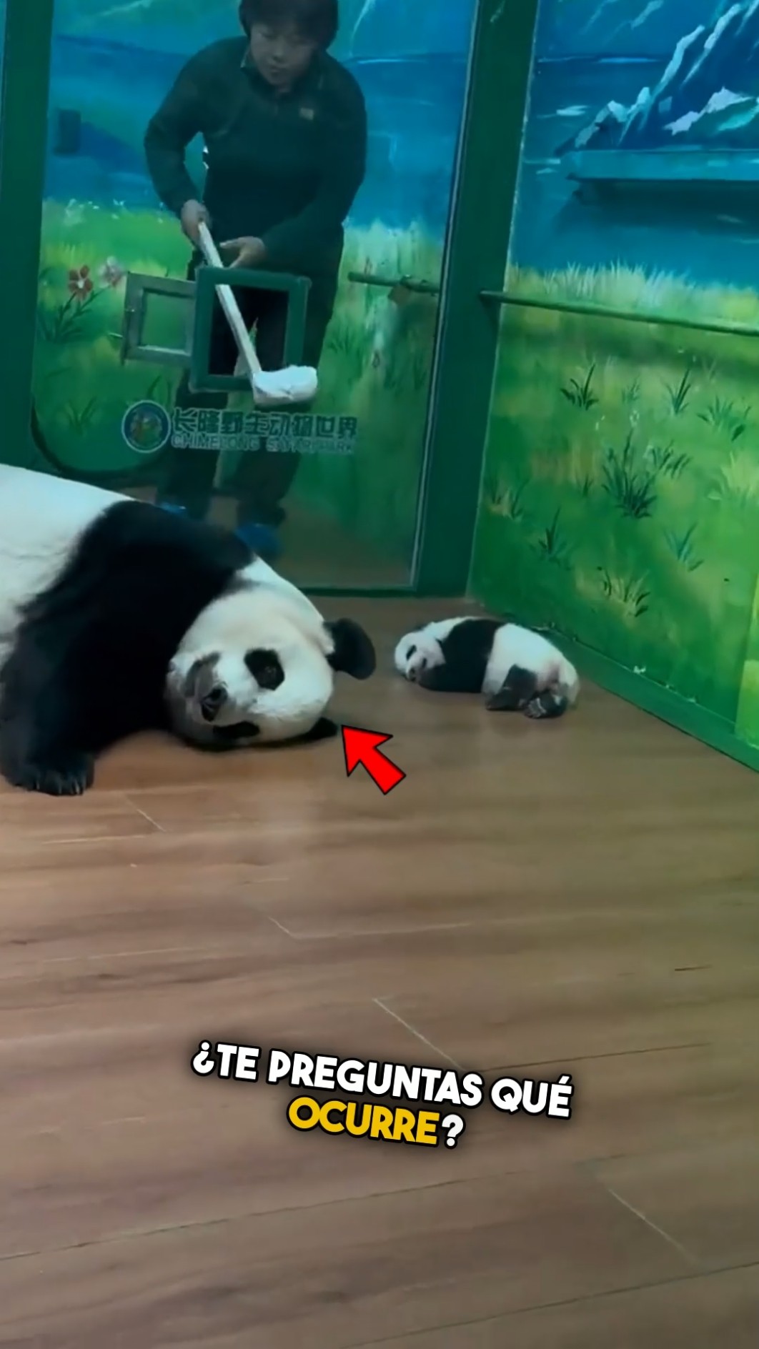¡No creerás cómo reaccionó la mamá panda! ??