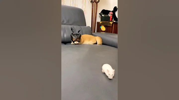 Watch the video about Cat and mouse reality TV show #cat #funny #funnypets #cats #funnyvideos #kittens #meowing #catvideos