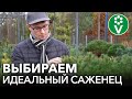 НИКОГДА НЕ ПОКУПАЙТЕ ТАКИЕ САЖЕНЦЫ! Как правильно выбрать саженцы декоративных растений?