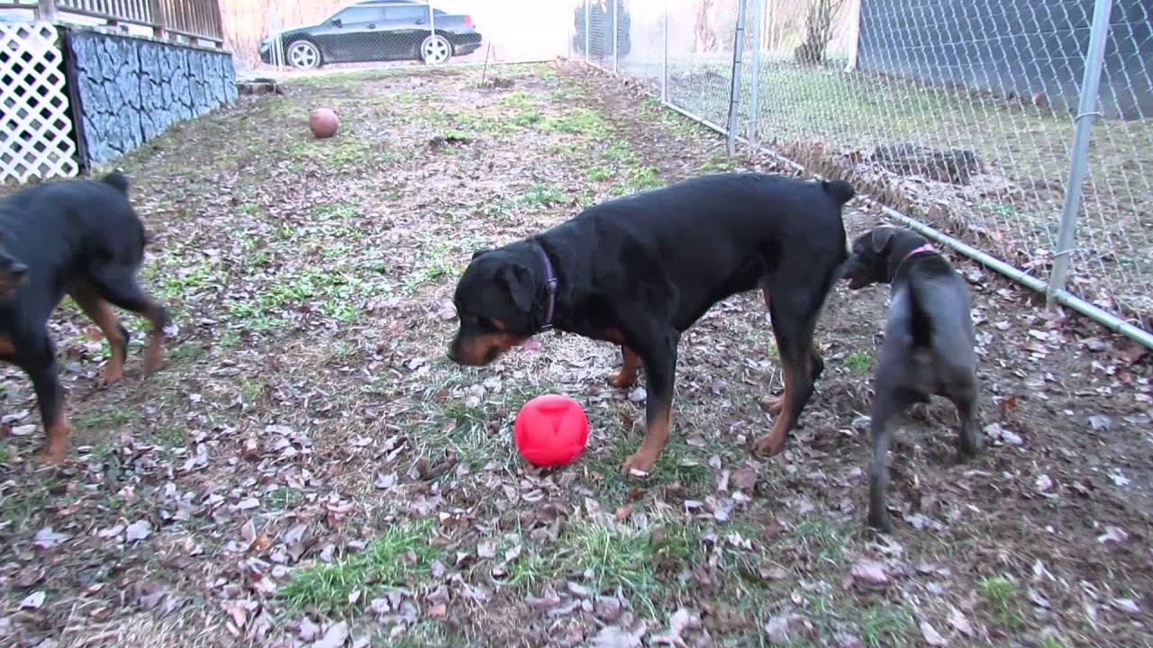 Rottweilers and pit mix playing. Jade, Mishka and Oasis. - YouTube