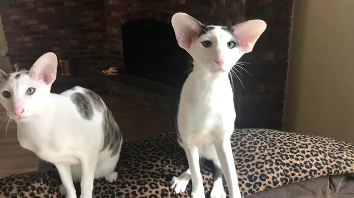 Watch the video about Teddy and Bindi trying to get that string!