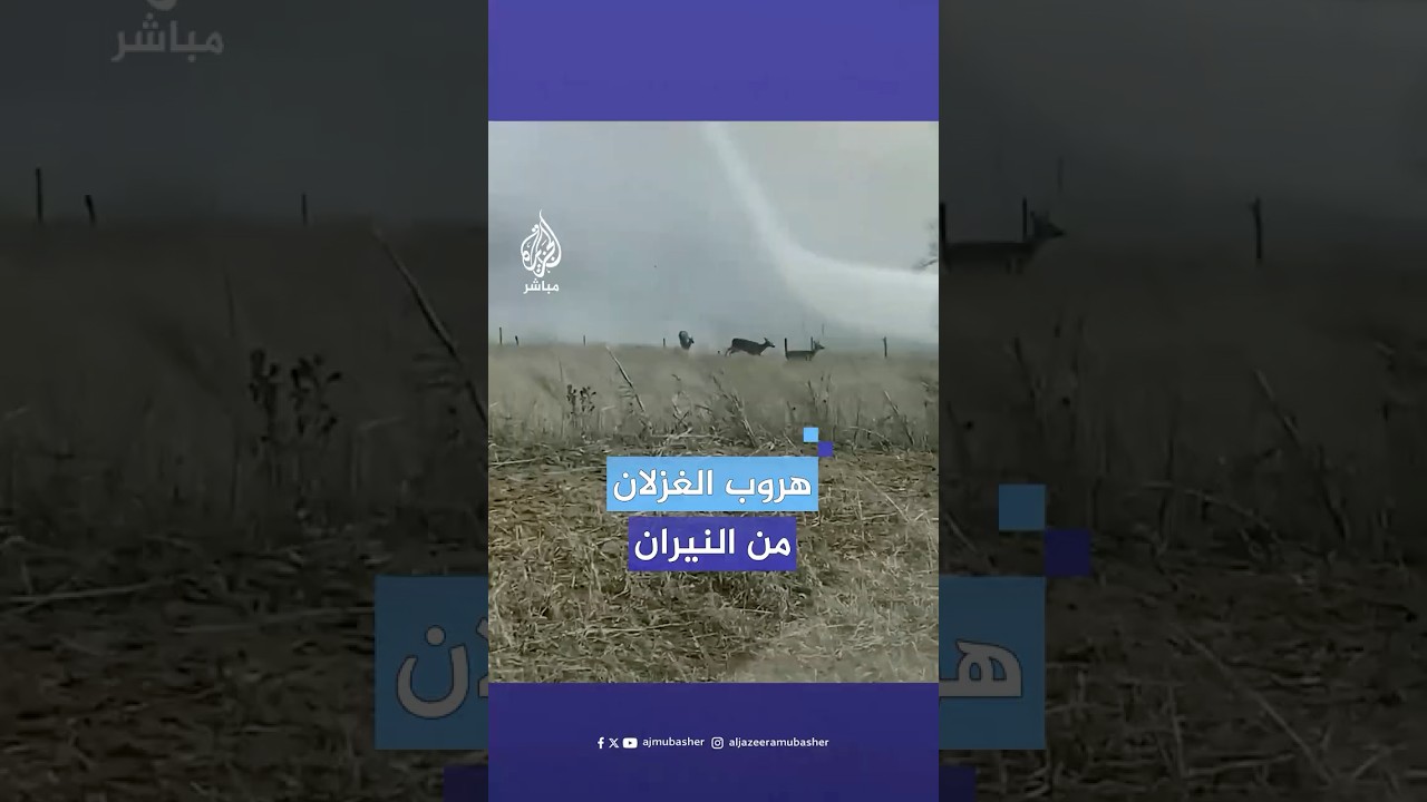 هروب غزلان مذعورة من الحرائق المميتة التي التهمت غابات ستيلووتر في ولاية أوكلاهوما الأمريكية