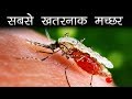 डेंगू का मच्छर कैसे पहचानें | most dangerous mosquito in the world