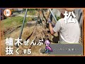 我が家のボス | 大地の鎖を断ち切れ #5 【抜根】【DIY】【バンガード発進】