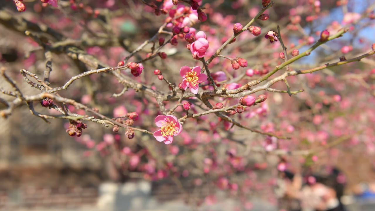 통도사 (자장매)