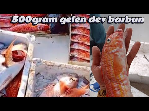 paragat ve barbun ağı attık dev barbun çıktı.