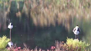 Masked lapwing, Landing Lights Wetlands