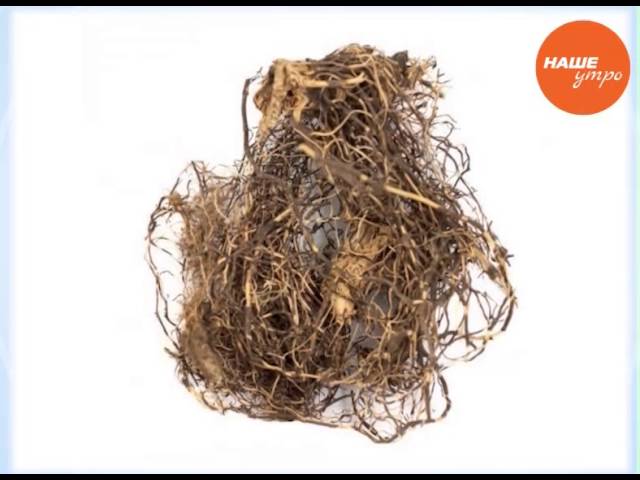 Борис Михайлович рассказывает, какой сбор трав подойдет для укрепления иммунитета