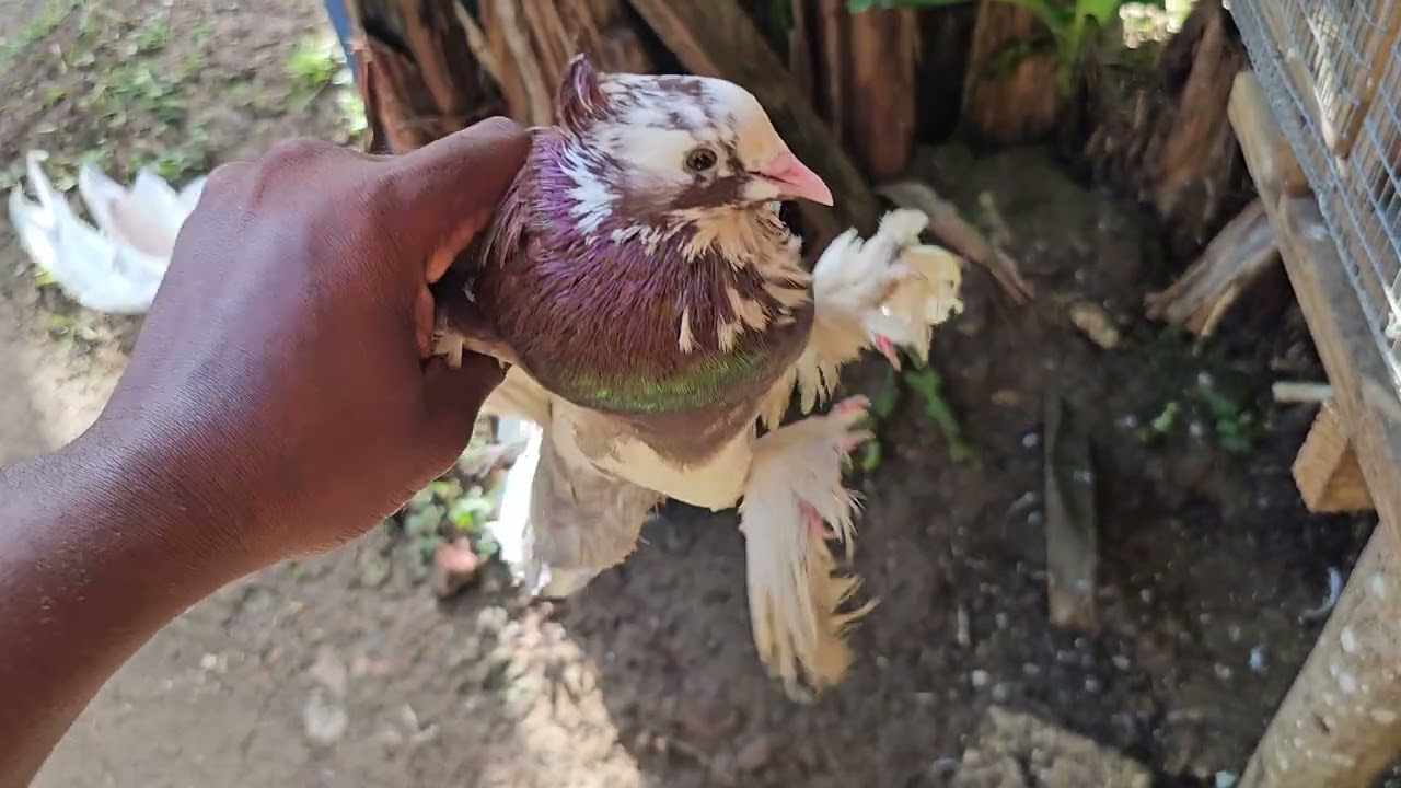 Обновление информации о ферме по разведению декоративных индийских веерохвостых голубей на 2026 г...