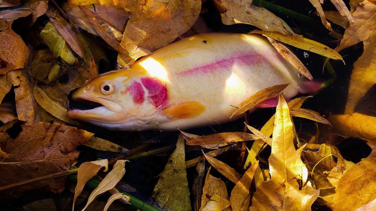 Searching for the albino rainbow trout in AZ. YouTube