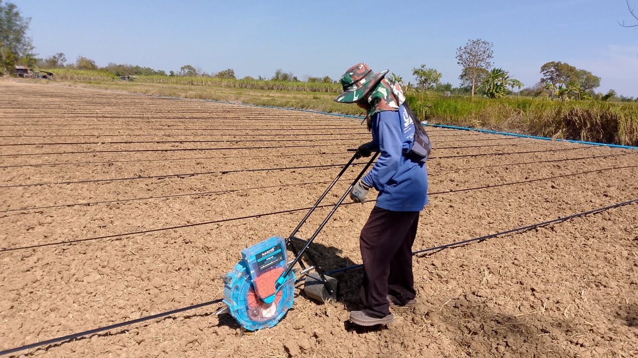 Growing feed corn, corn farming, a simple life, and a rural lifestyle.