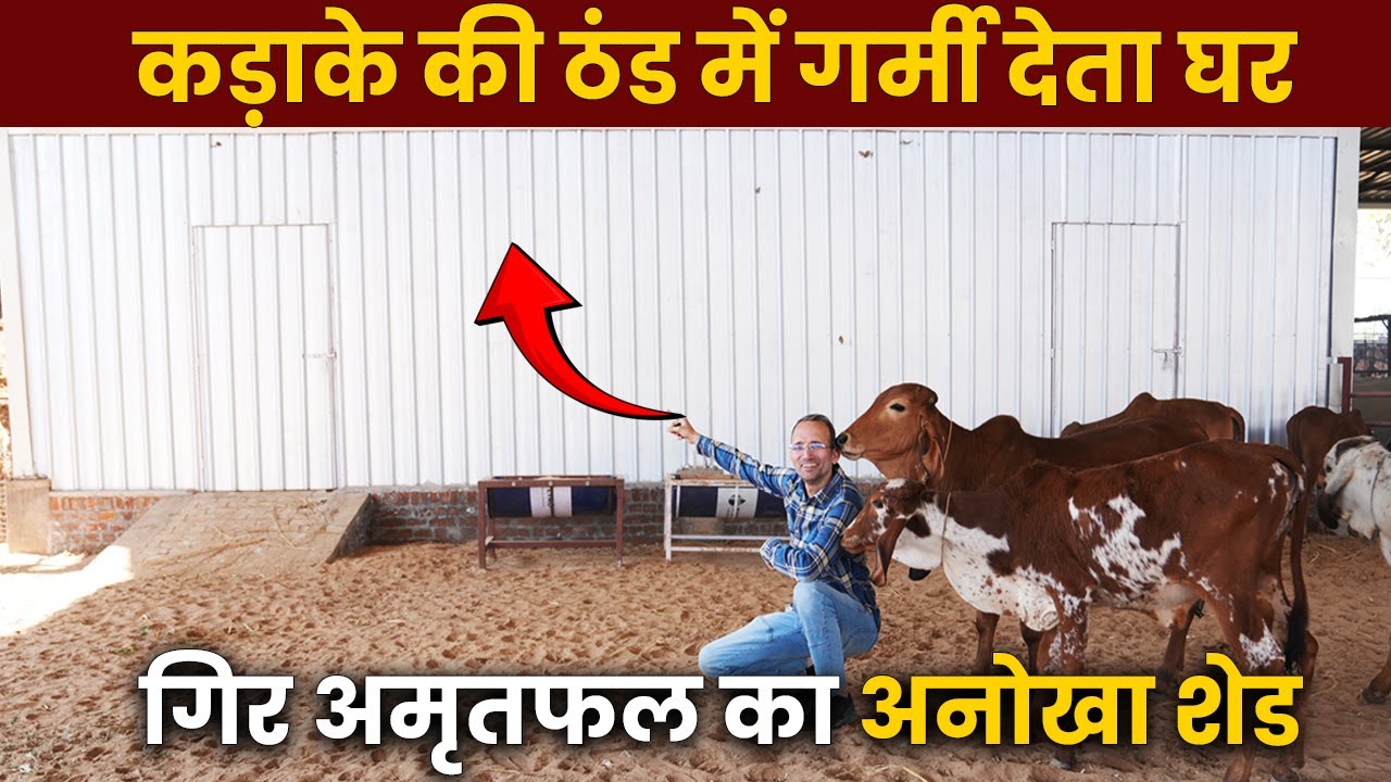 Gir Cow को ठंड लगती है, कड़ाके की ठंड में Gir Amritphal गौशाला में बच्चों के लिए बना अनोखा घर