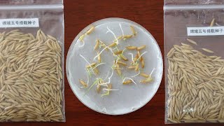 Live: Rice seeds grow on Earth after 23-day space journey – Ep. 26